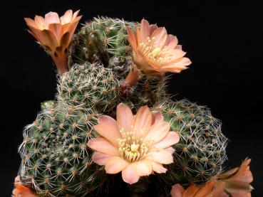 Flower of mother plant